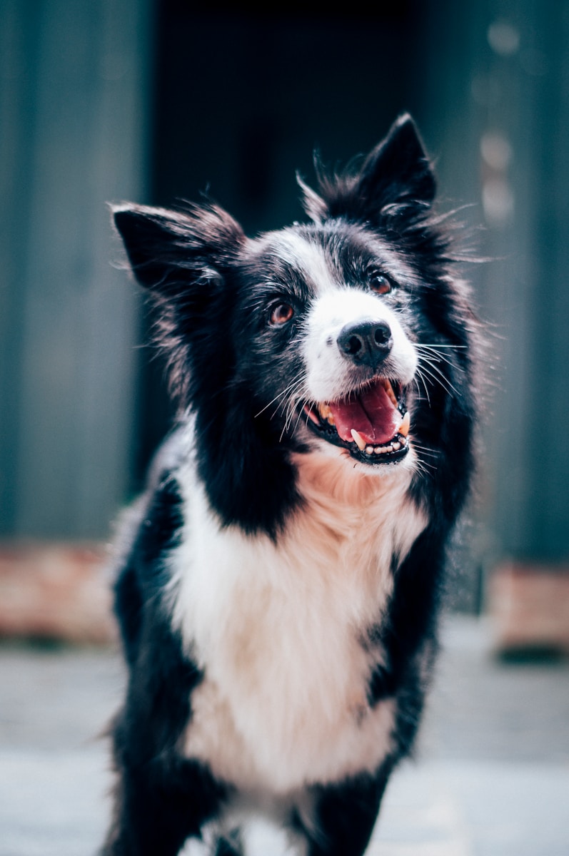 Photo by Baptist Standaert long-coated black and white dog during daytime