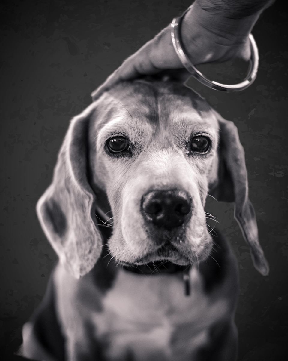 Photo by Pyx Photography a black and white photo of a dog being petted