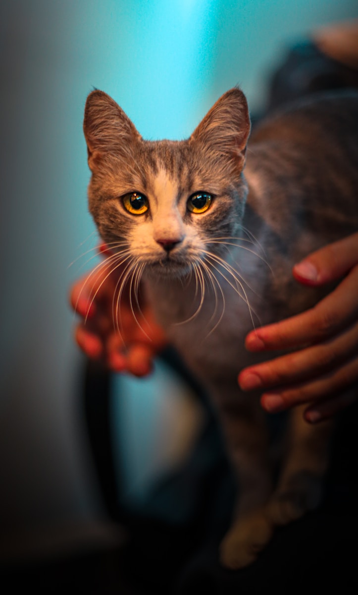 Photo by majed swan A person holding a cat in their hands