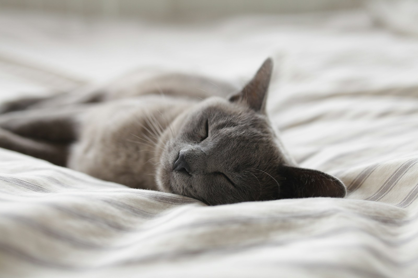 Photo by Alexander Possingham Russian Blue cat sleeping on whit textile